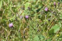 Serratula tinctoria
