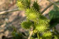Xanthium orientale