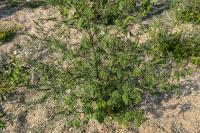 Ambrosia artemisiifolia
