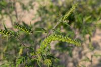 Ambrosia artemisiifolia