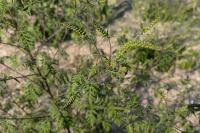 Ambrosia artemisiifolia