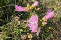 Malva moschata