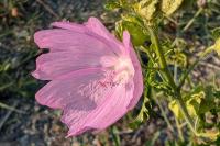 Malva moschata