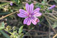 Malva sylvestris