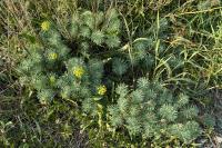 Euphorbia cyparissias