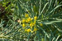 Euphorbia cyparissias