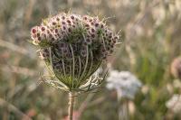 Daucus carota
