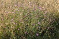 Centaurea jacea