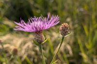 Centaurea jacea