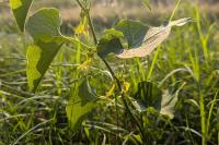 Aristolochia clematitis