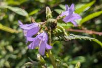 Campanula trachelium