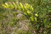 Polygonatum multiflorum