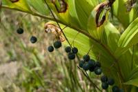 Polygonatum multiflorum