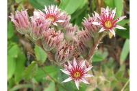 Sempervivum tectorum subsp. tectorum