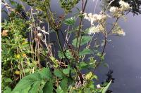Filipendula ulmaria