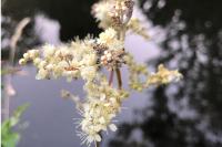 Filipendula ulmaria
