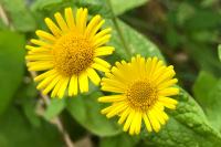 Pulicaria dysenterica