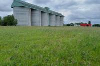Anacamptis pyramidalis