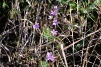 Erodium cicutarium