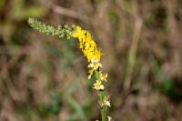 Agrimonia eupatoria