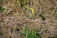 Agrimonia eupatoria