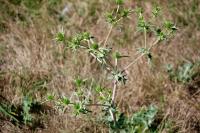 Eryngium campestre