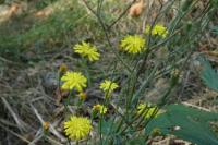 Crepis setosa