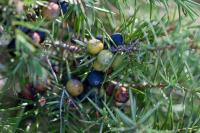 Juniperus communis