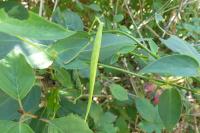 Vincetoxicum hirundinaria