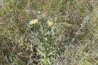 Carlina vulgaris