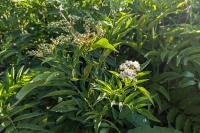 Sambucus ebulus