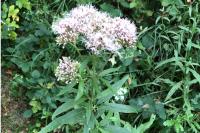 Eupatorium cannabinum