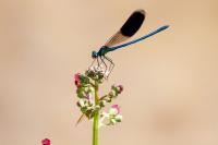 Scrophularia auriculata