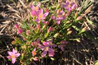Centaurium erythraea