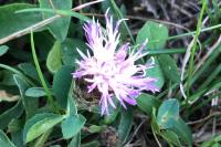 Centaurea decipiens