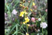 Agrimonia eupatoria