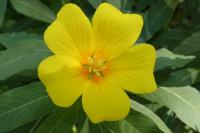 Ludwigia grandiflora