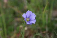 Linum leonii