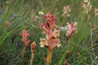 Orobanche alba