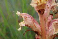 Orobanche alba