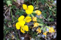 Lotus corniculatus