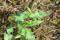 Persicaria maculosa