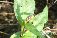 Persicaria maculosa