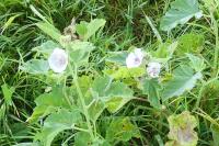 Althaea officinalis