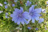 Cichorium intybus