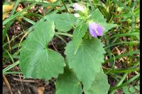 Campanula trachelium
