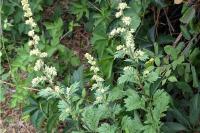 Artemisia vulgaris