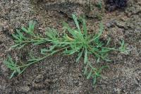 Corrigiola litoralis