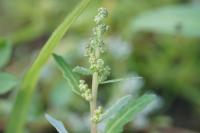Oxybasis glauca