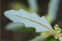 Oxybasis glauca